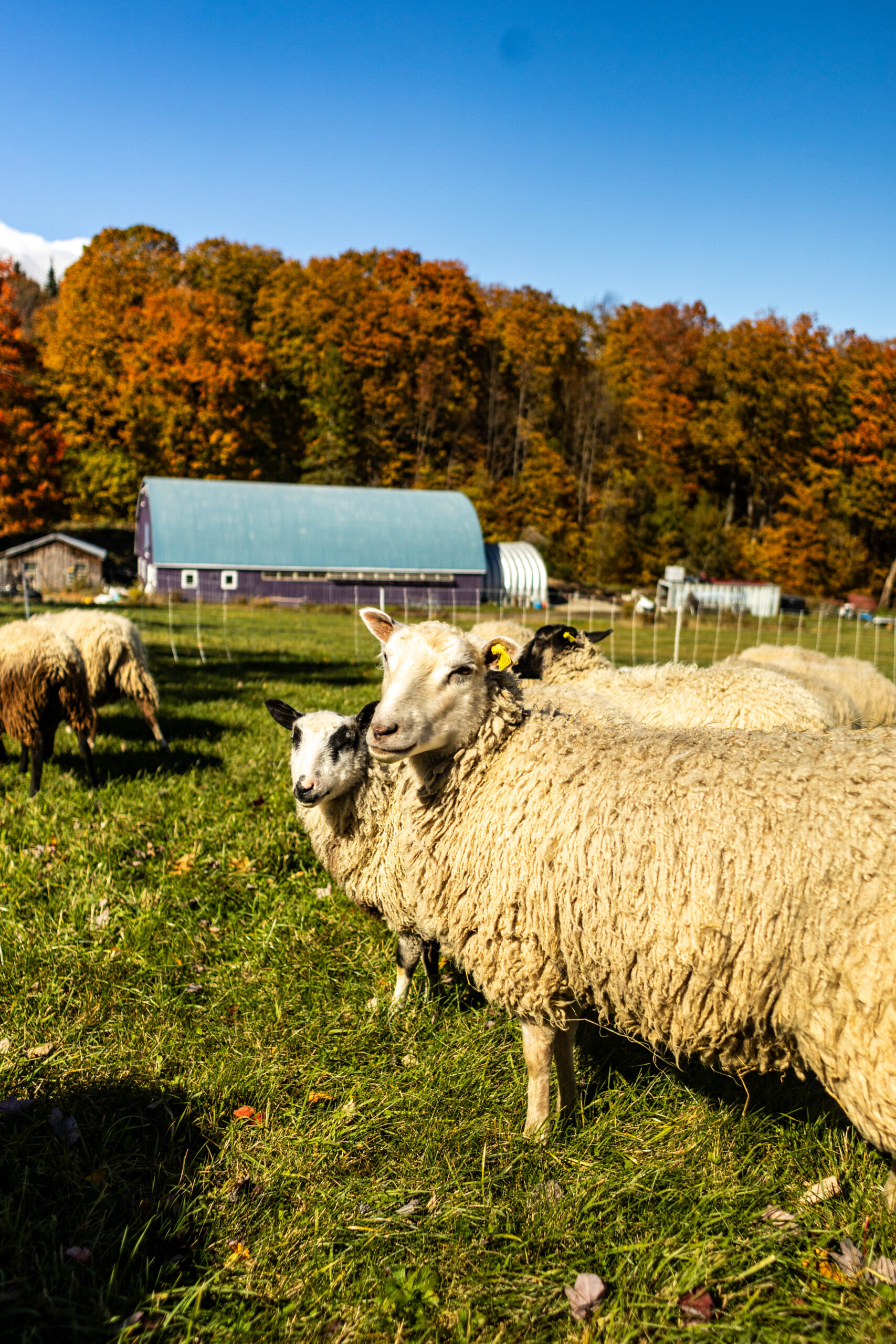 AJs Happy Chick Farm Vermont - Finns in pasture and purple barn 2024 Vibrant lavender fields in full bloom under a golden sunset, with rows of purple flowers stretching towards the horizon and trees silhouetted against the colorful sky.