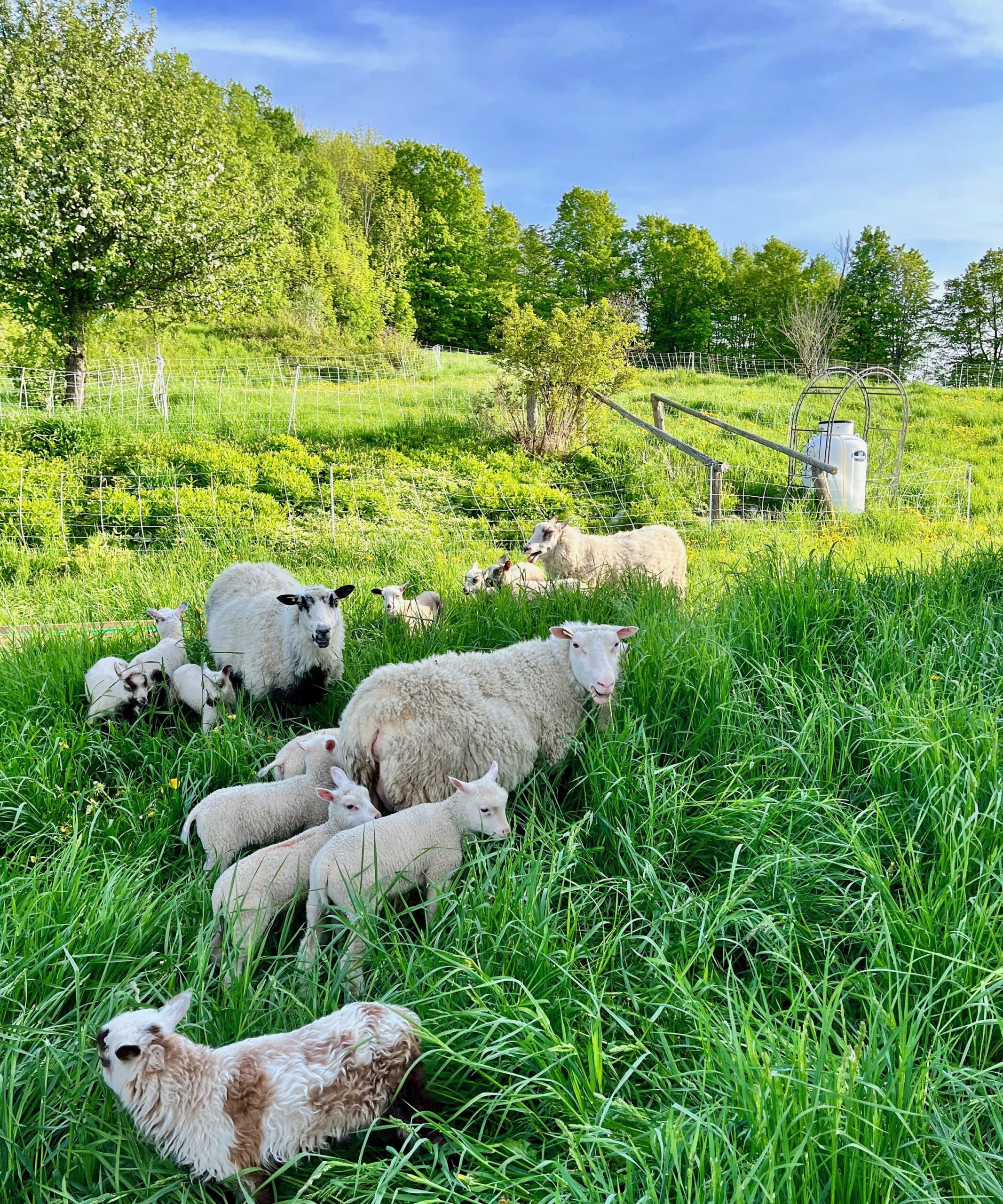 AJs+Happy+Chick+Farm+Vermont+-+2022+ewes+and+lambs+in+pasture A hand holding a bouquet of lavender flowers, with a focus on the textured, knitted sweater featuring cream and mustard colors against a minimalist white background.