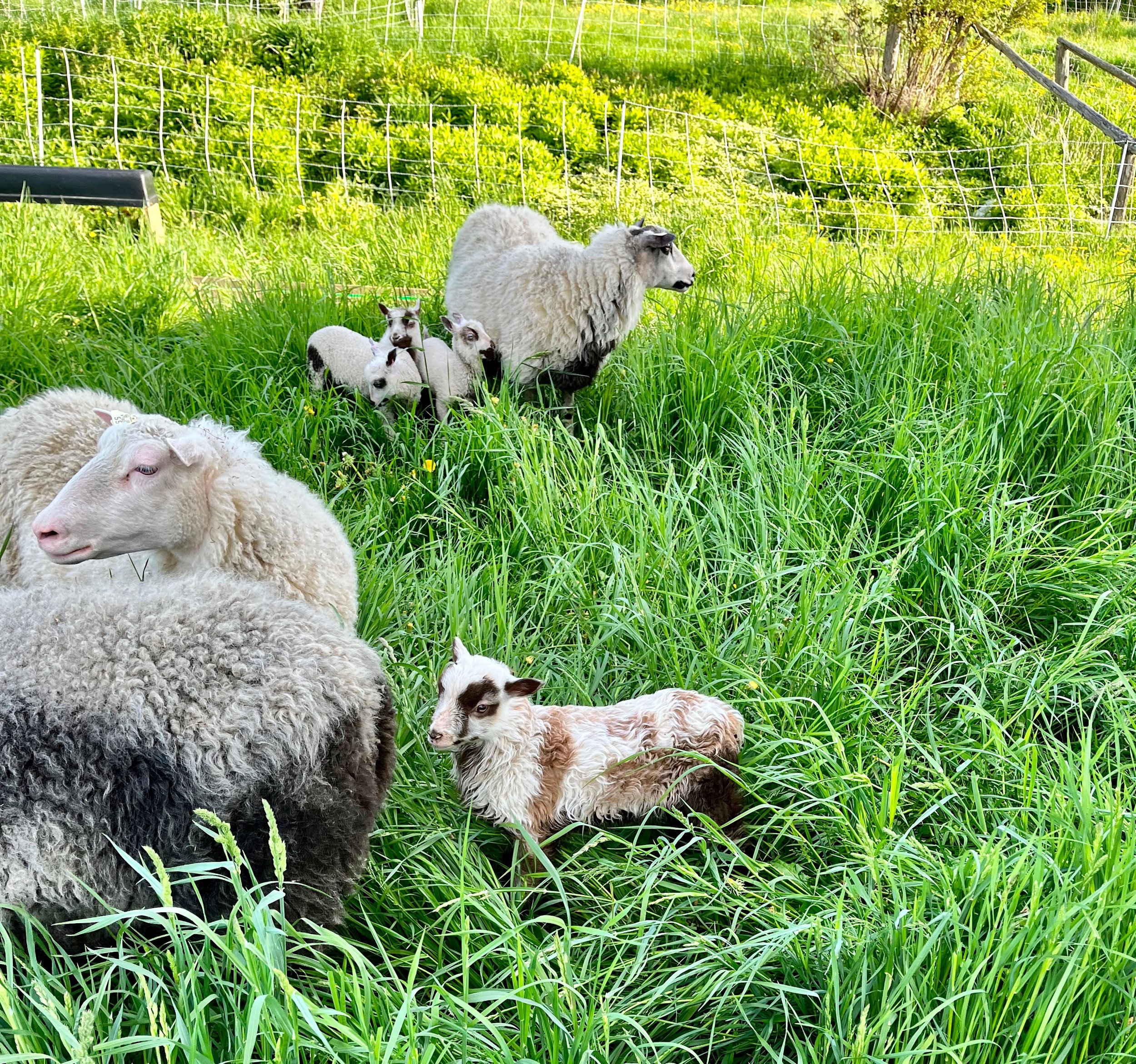 AJs+Happy+Chick+Farm+Vermont+-+lambs+in+pasture Image placeholder indicating a photo is needed, typically used in web design or content management systems to signal missing visual content.