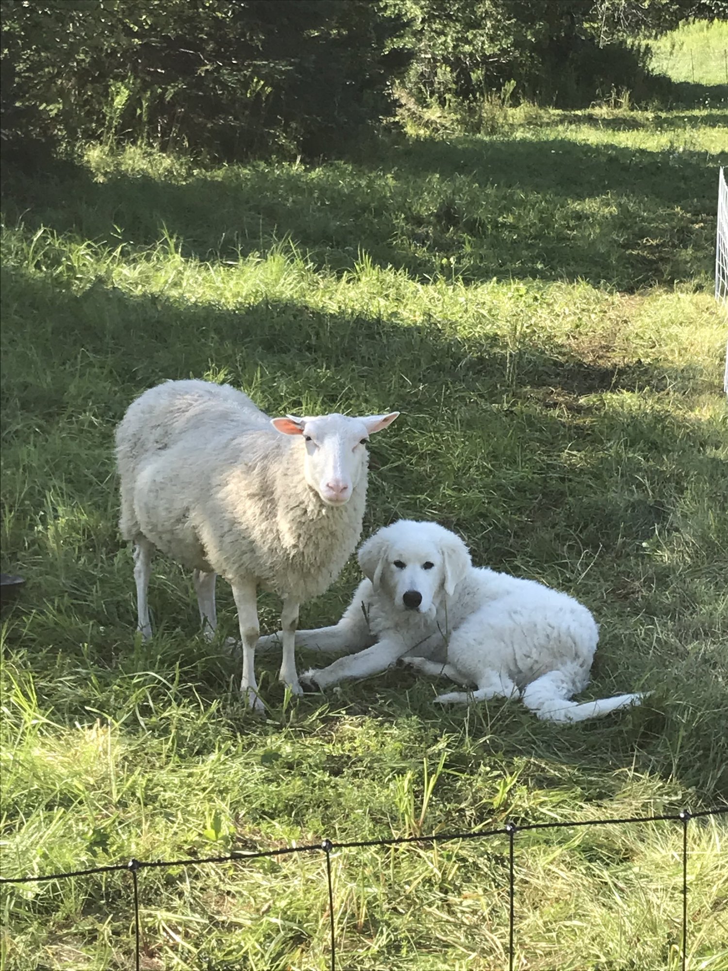 Sue+Beshar+-+puppy+with+sheep+ Image placeholder indicating a photo is needed, typically used in web design or content management systems to signal missing visual content.